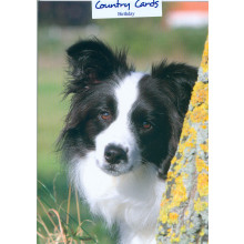 Country Cards 10305 Open Dogs