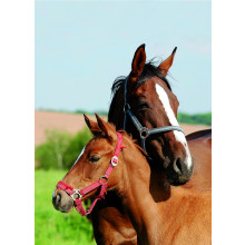 Country Cards 10372 Open Horses