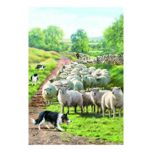 Country Cards 10627 Open Sheep