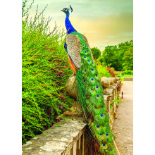 Country Cards 10765 Blank Peacock
