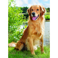 Country Cards 10773 Open Dog