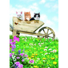 Country Cards 10846 Open Cats