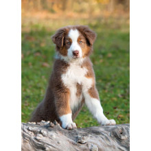 Country Cards 10877 Open Dog