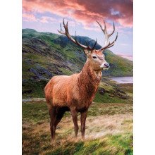 Country Cards 10909 Open Stag