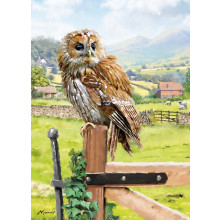 Country Cards 10914 Open Owl