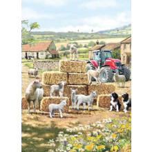 Country Cards 10933 Open Lambs