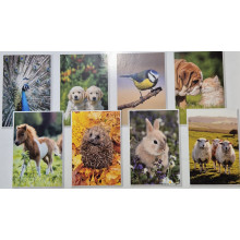 Blank Animals Card Unit SE29785